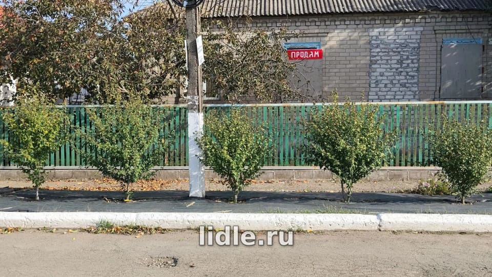 Фото объявления 3